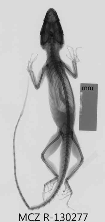 Media type: image;   Herpetology R-130277 Aspect: dorsoventral x-ray